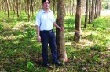 Vẫn trọn tình yêu với cây cao su